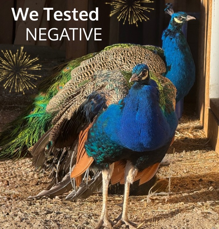 Critteraid peacocks saved from euthanasia after avian flu discovery