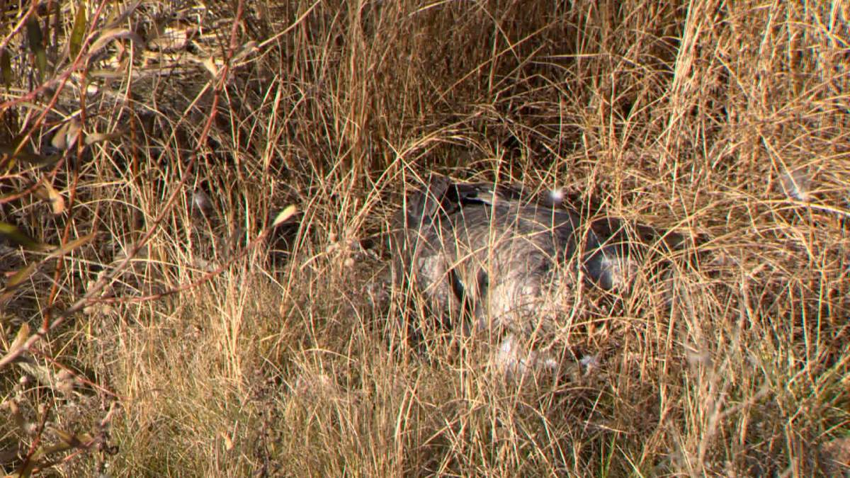 The carcass of a dead goose is seen along the banks of a storm pond in High River earlier this year.