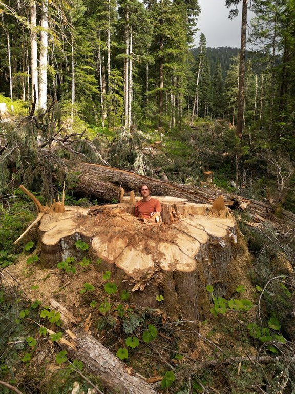 Old-growth advocate Joshua Wright stands with a yellow cedar tree in this June, 2025 handout photo, the same tree he had previously photographed in June, 2024 when it was still standing, in a remote area of Vancouver Island, south of Gold River, B.C. THE CANADIAN PRESS/Handout — Joshua Wright (Mandatory Credit).