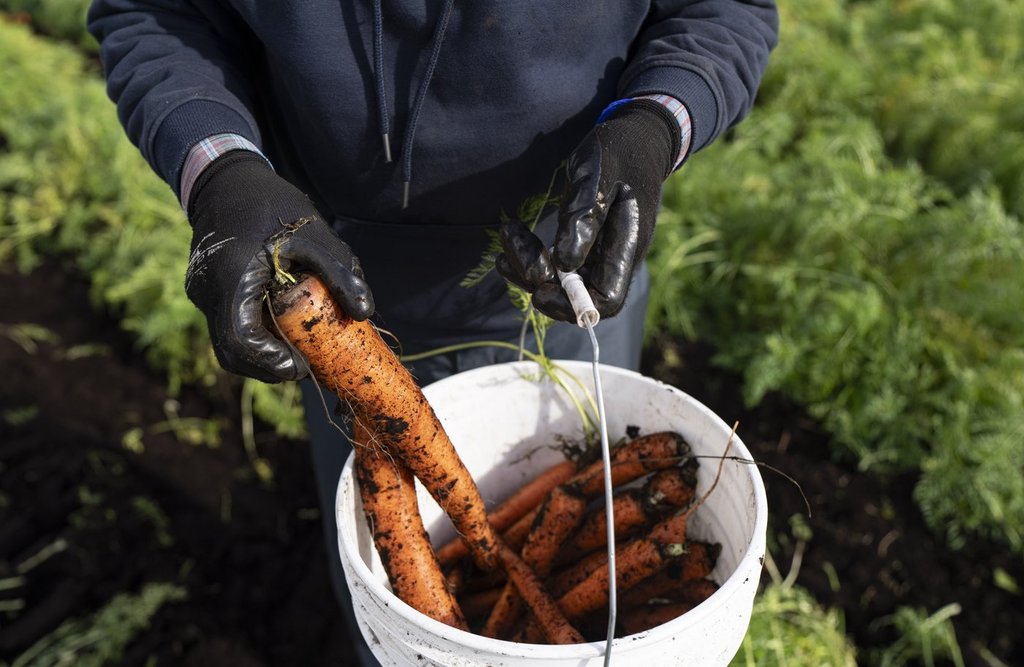 Carrots are harvested at Mas & Fils Jardiniers, in Saint-Michel, Que., on Friday, Oct. 24, 2025.  THE CANADIAN PRESS/Christinne Muschi.