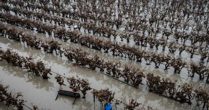 Б К правителството казва че проливните дъждове в прогнозата може да