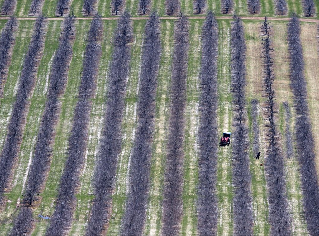 Workers prune fruit trees in Pereaux, N.S., on Friday, April 22, 2016. THE CANADIAN PRESS/Andrew Vaughan.