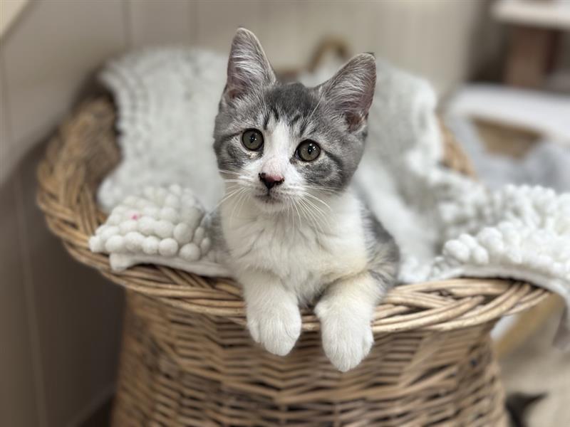 Приютът за животни в Нова Скотия повишава осведомеността за домашни