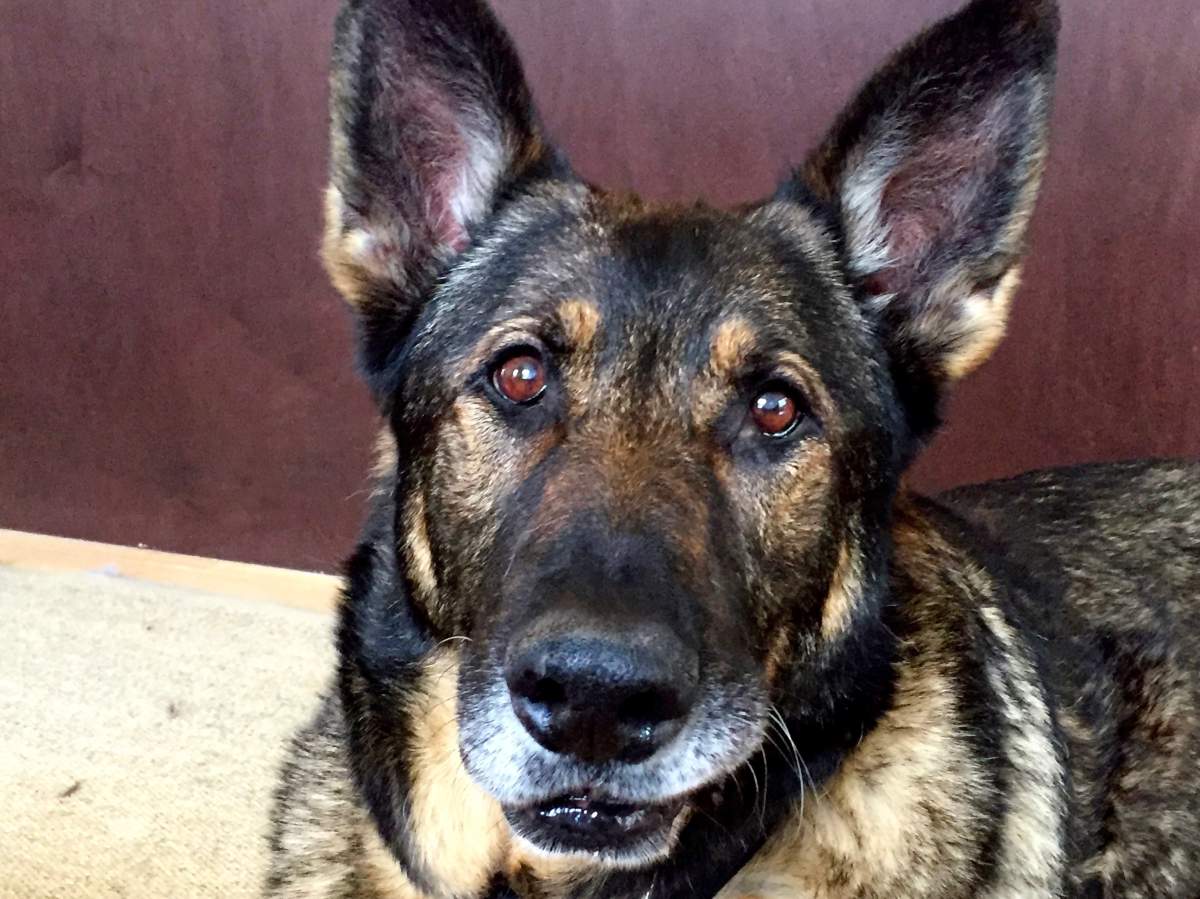 Retired PSD Ned inspired the creation of the charity, Ned's Wish.