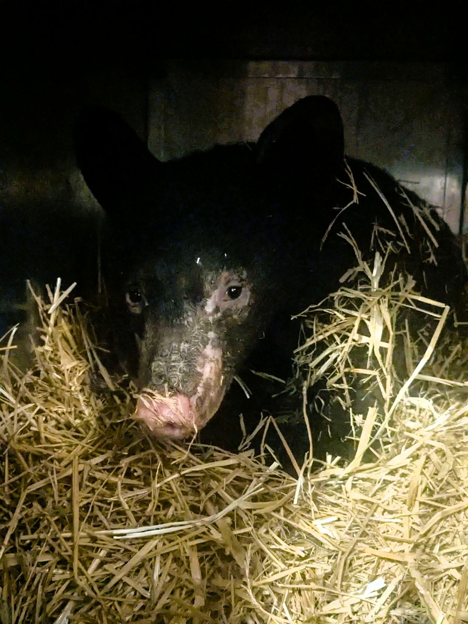 ПРЕДУПРЕЖДЕНИЕ Снимка на мечката се появява по надолу в историята