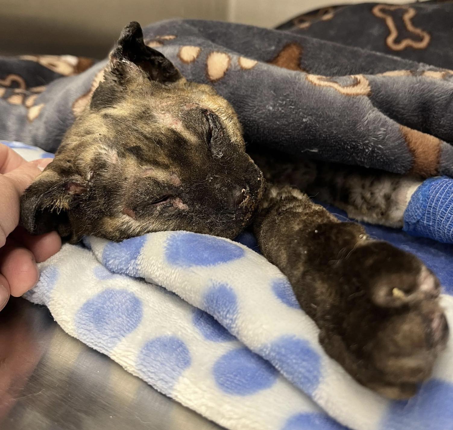 Тъй като ниските температури продължават бездомните животни може да намерят