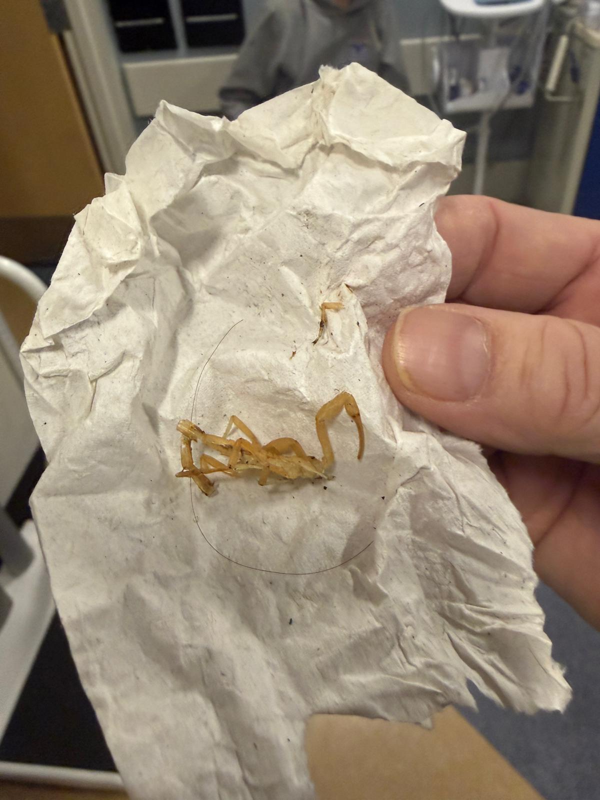 Хокейният отбор на Ванкувър можеше да усети жилото от поражението