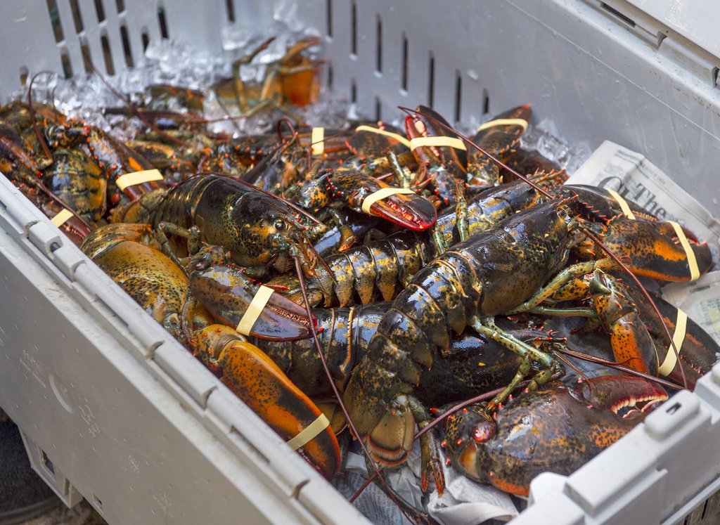 A crate of lobsters is shown in Halifax on Friday, Oct. 16, 2020. THE CANADIAN PRESS /Andrew Vaughan.