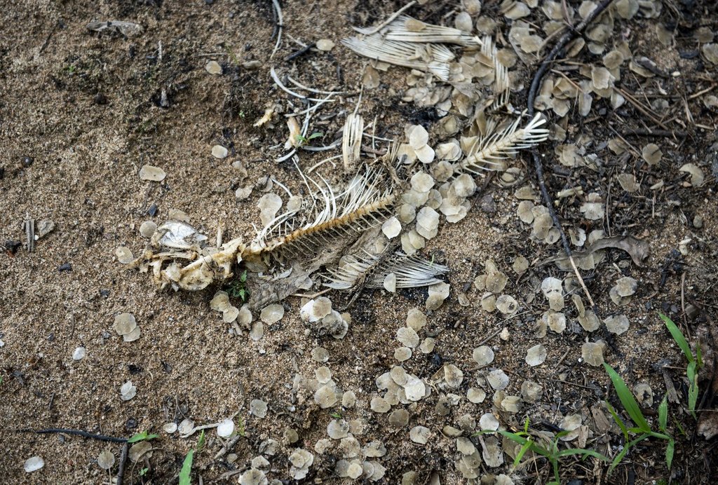 A company that operated a chemical manufacturing plant in western Quebec has been fined $1.365 million for dumping a harmful substance into the Lievre River in 2019. The remains of a dead fish lie on a beach along the Ottawa River, near the end of the Lievre River in the Gatineau community of Masson-Angers. 