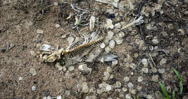 Quebec chemical firm hit with .4M fine over substance discharged in river Quebec chemical firm hit with .4M fine over substance discharged in river