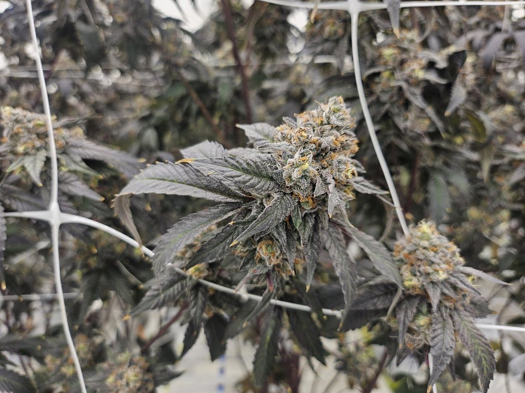 Файл с факти: Полицията не знае за никаква връзка между трафика на хора, Н.С. магазини за канабис