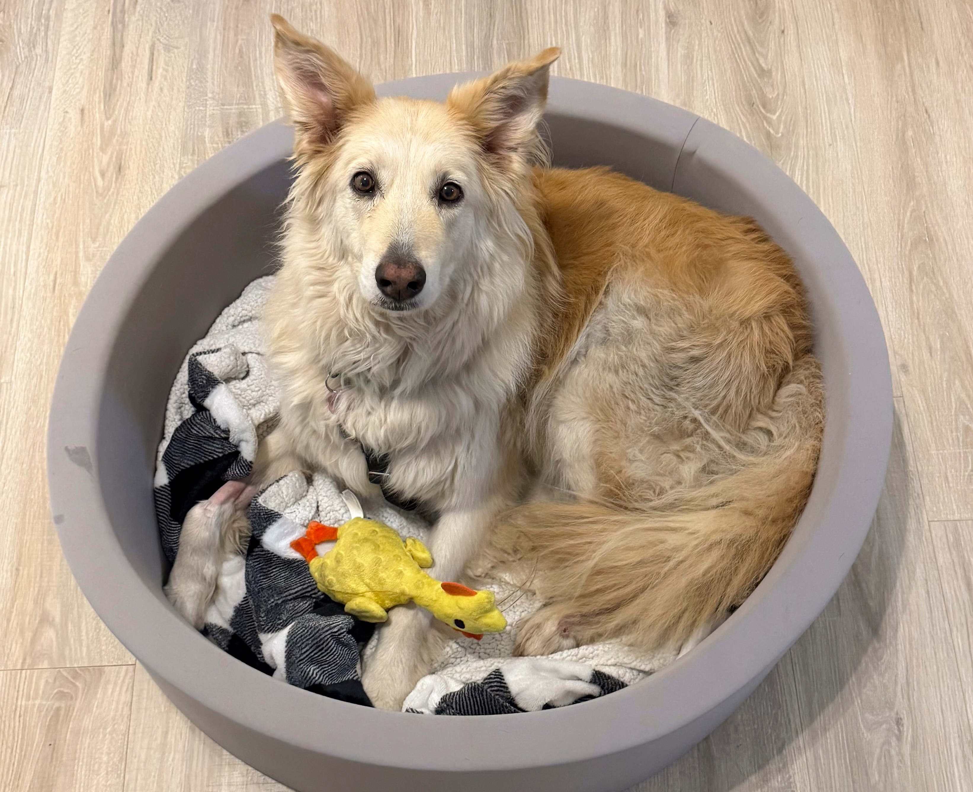 Намерено е избягало куче, спасено с помощта на дронове по магистралата на Ню Джърси