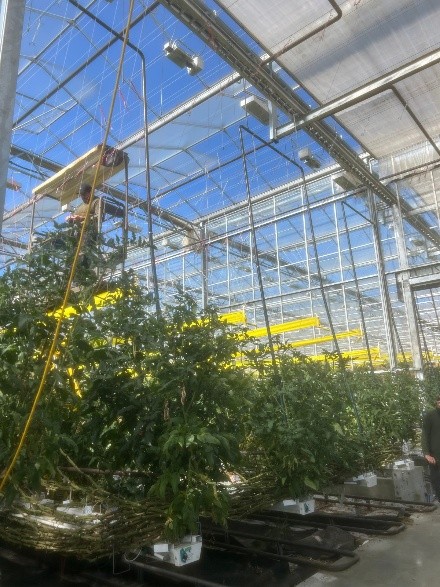 Vertical Gardening - image