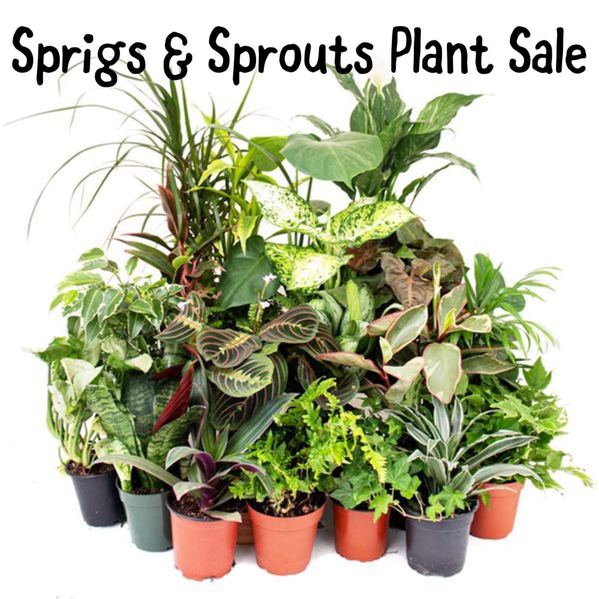 Sprigs & Sprouts Plant Sale - image