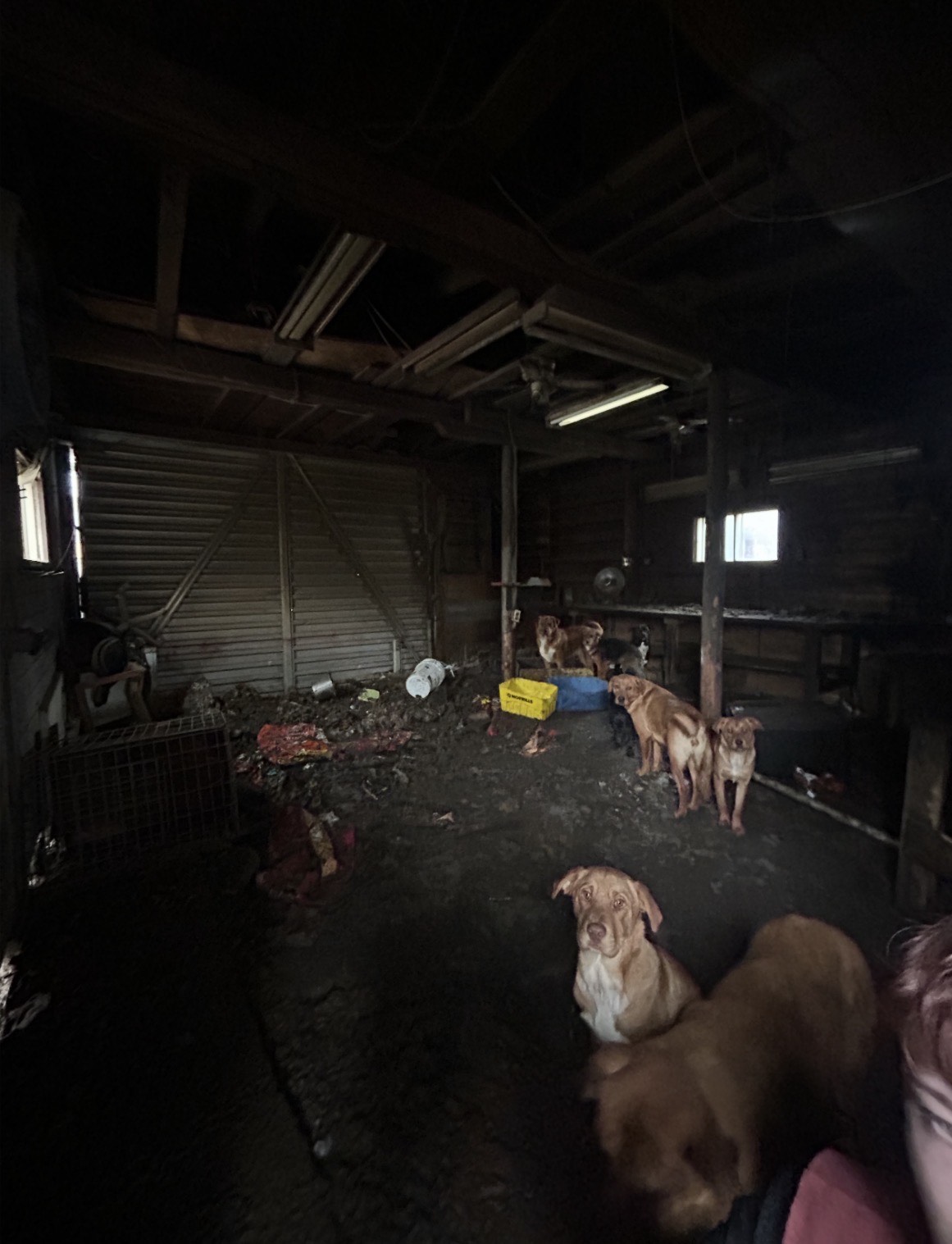 Повече от две дузини кучета бяха отстранени от ужасяващи условия