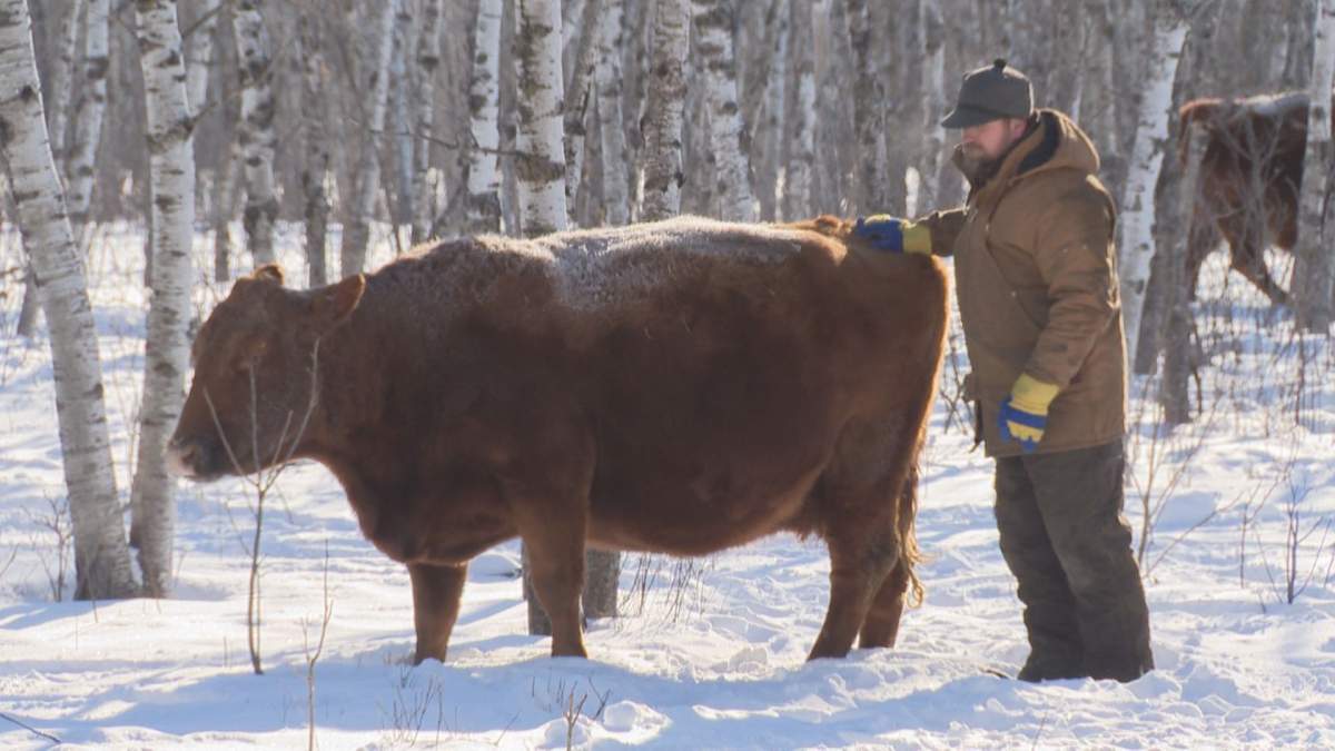 Trevor Sund ranches cattle near Woodlands, Man.