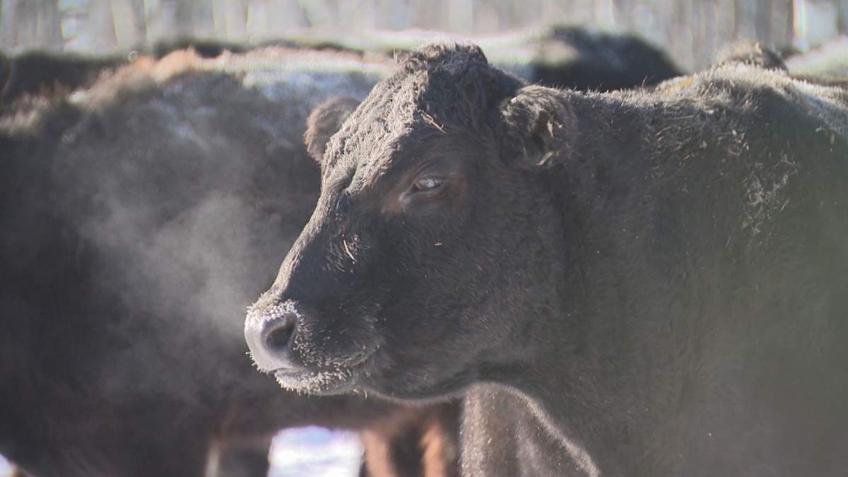 Ranchers take extra precautions with their cattle in the extreme cold. 