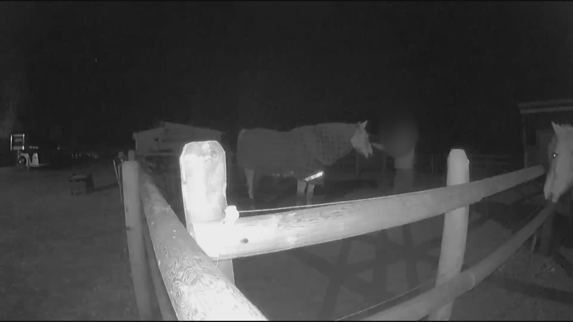 Suspect identified after allegedly violating a horse on Vernon, B.C. property