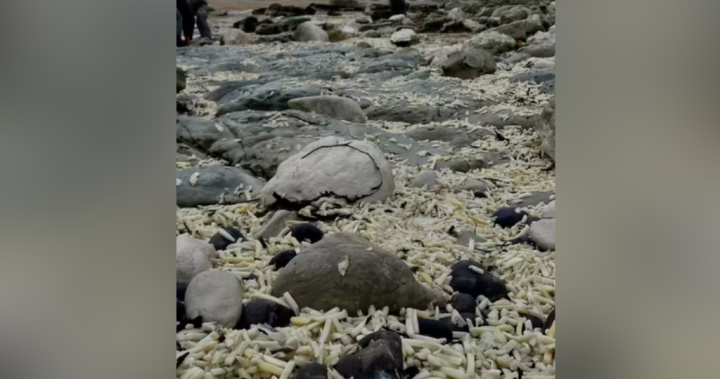 Няма нищо което британците да обичат повече от порция прясно