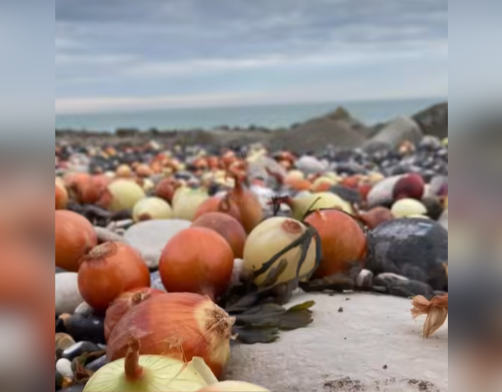 Onions washed up on a beach in East Sussex, England.