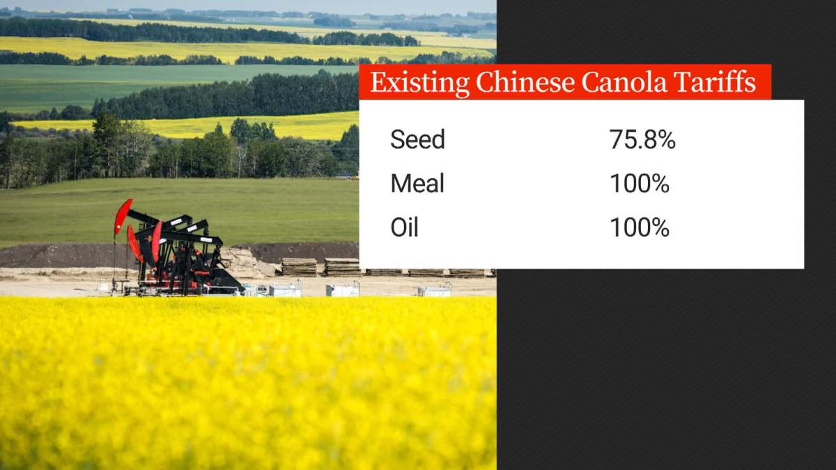 The trade war between Canada and China prompted the Chinese government to impose tariffs of up to 100 per cent on the import of some Canadian canola products.