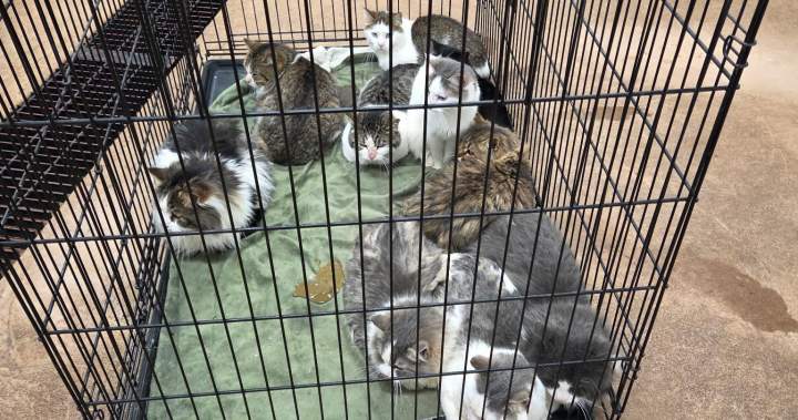 Saskatchewan rescue groups save 37 cats from neglected home Saskatchewan rescue groups save 37 cats from neglected home