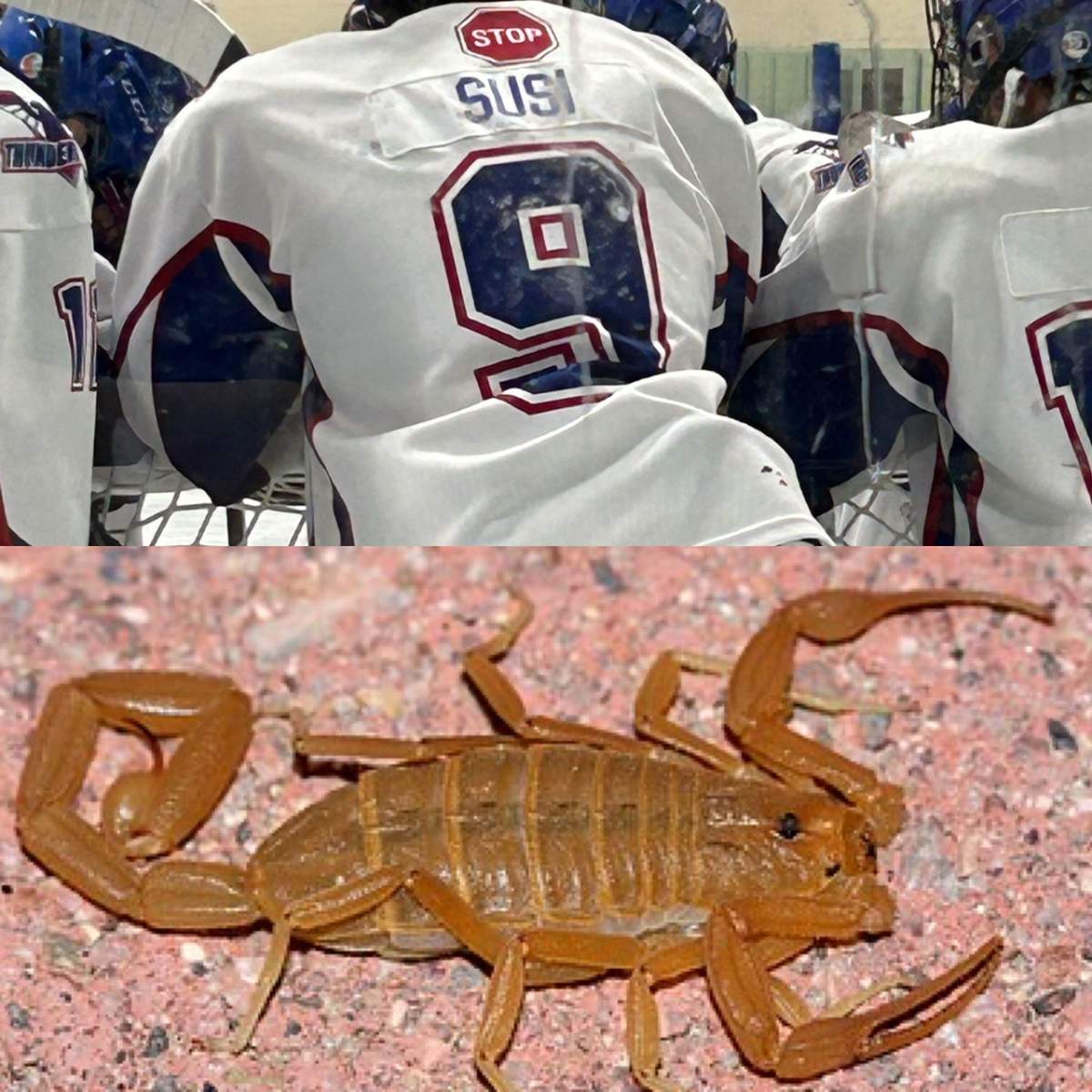 Luke Susi, number 9, says he was lucky the scorpion bite wasn't worse.