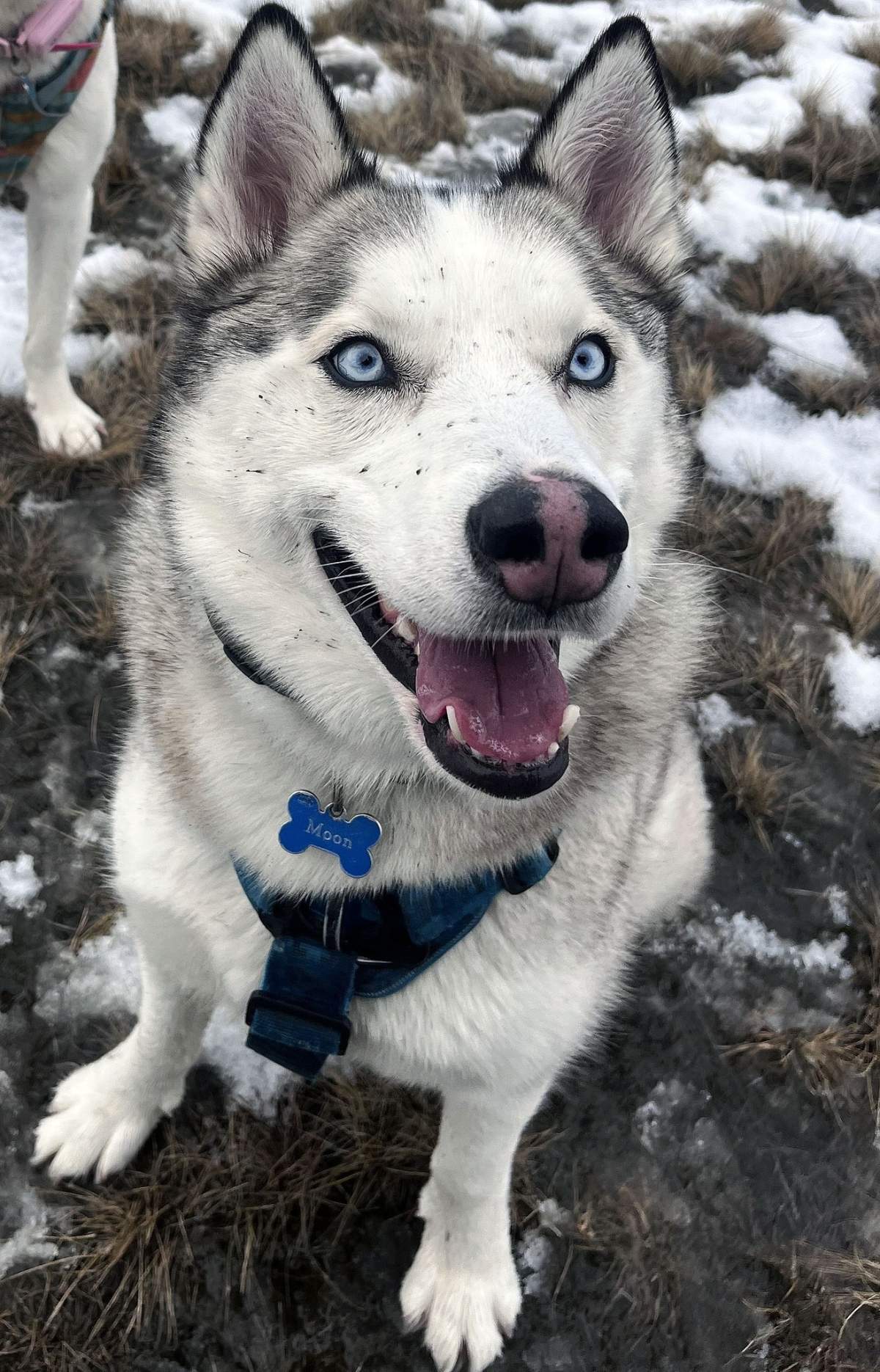Two-year-old Moon is seen here in this photo shared on the Facebook page committed to changing the laws around fur traps in B.C.