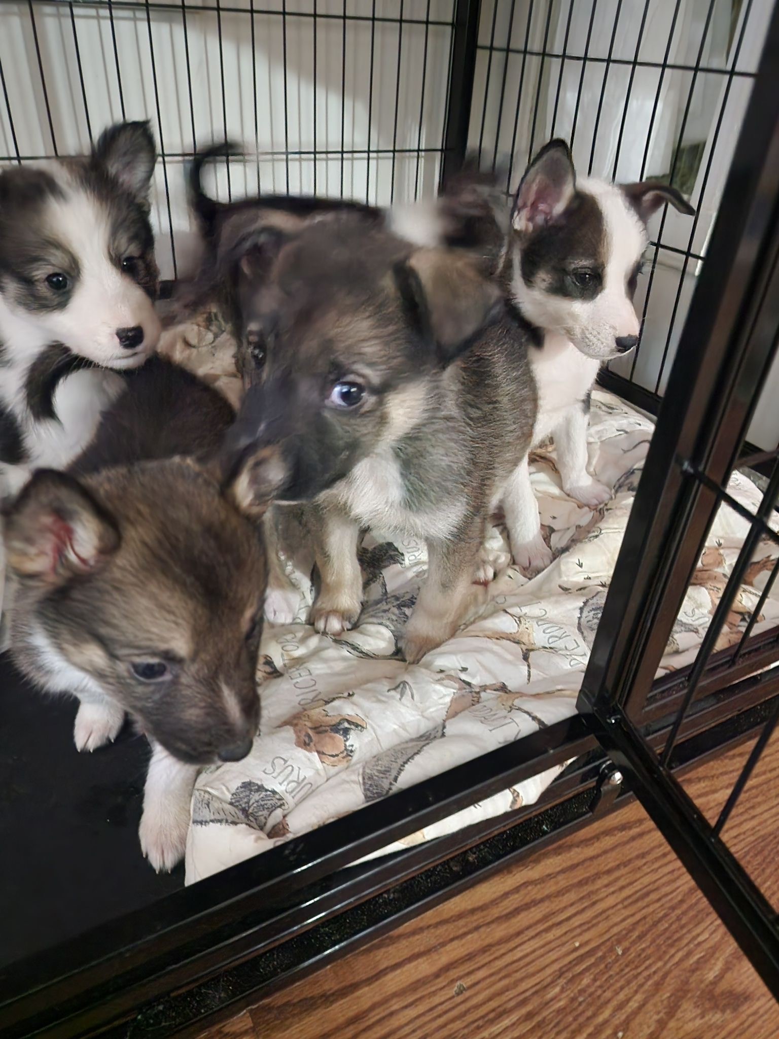 Okanagan Humane Society, залято от спасявания на кучета две седмици след началото на 2026