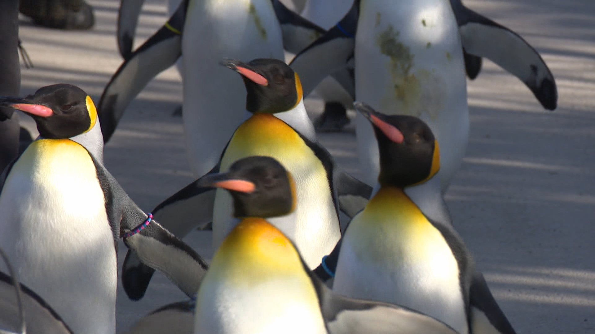Любимата разходка с пингвини се завръща в зоологическата градина в Калгари за 14-та година