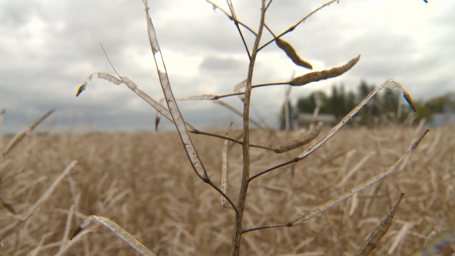 В Източен Селкърк Дъг Мартин се занимава със земеделие от