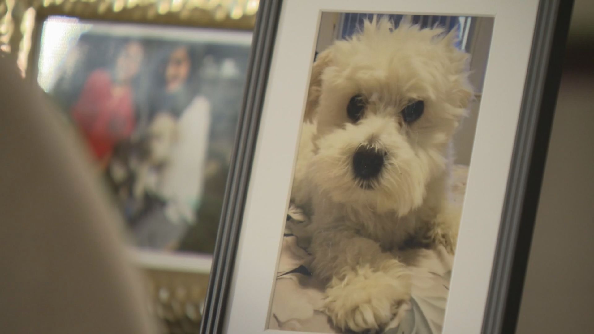 Video captures small dog being fatally mauled by neighbour’s dog in Surrey, B.C.