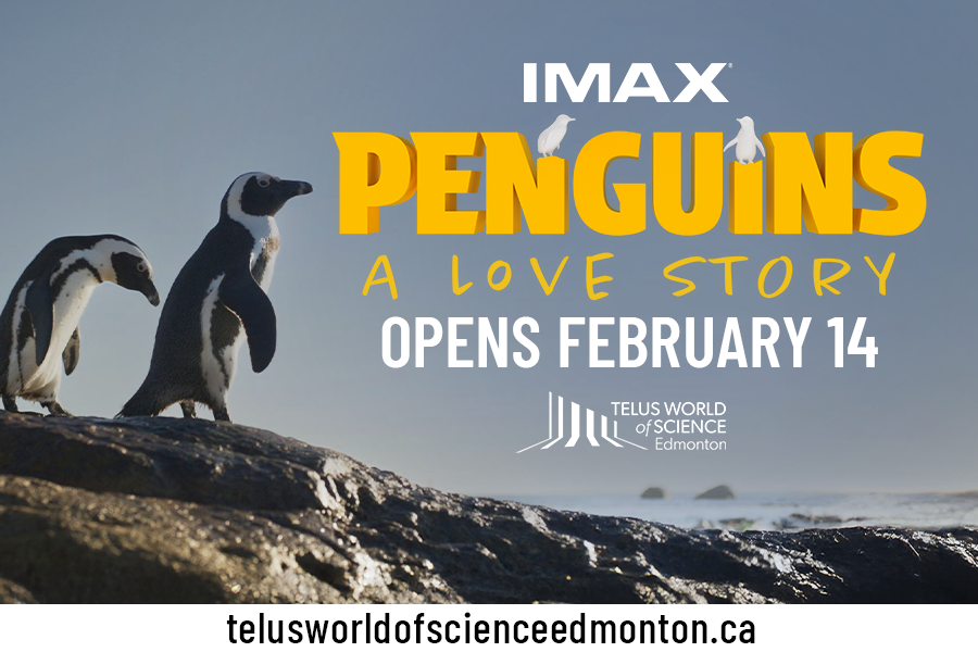 Global Edmonton proudly supports Penguins: A Love Story in IMAX® 3D at TELUS World of Science – Edmonton - image