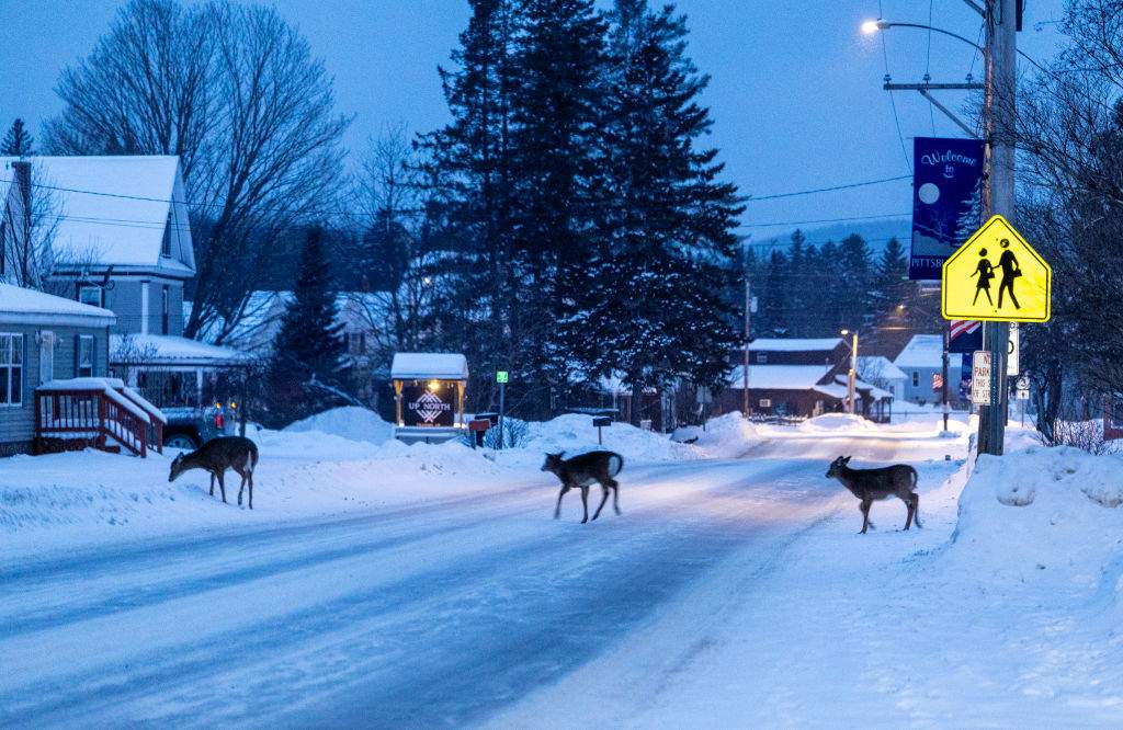 Deer cross a snowy and icy road in Pittsburg, northern New Hampshire on January 20, 2024
