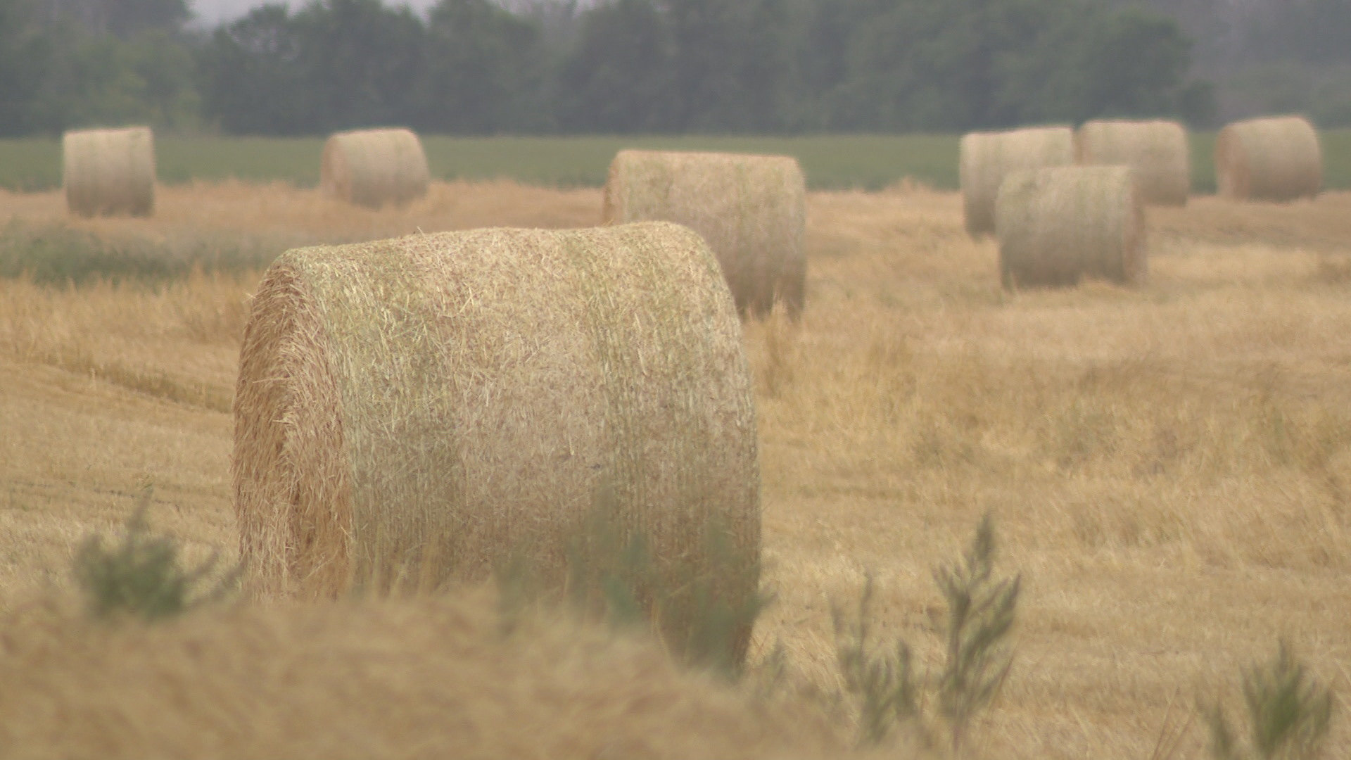 Конференцията по селско стопанство има за цел да сподели прозрения между млади и опитни фермери