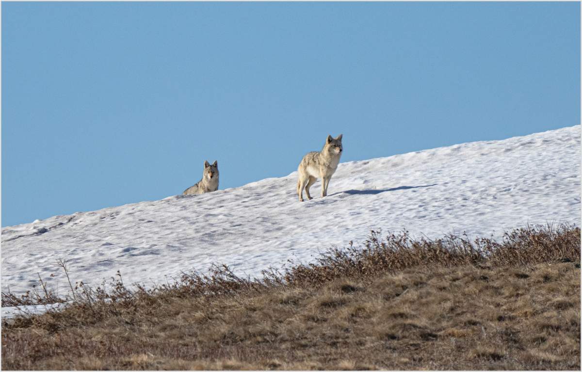Deer and Coyotes - image