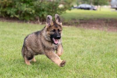 The puppies born and raised at the RCMP Police Dog Service Training Centre could have future careers in such areas as search and rescue or narcotics and explosive detection.