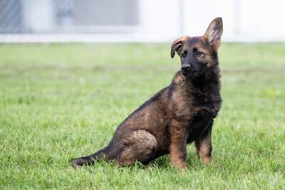 The deadline for the RCMP's name the puppy contest this year is March 26.