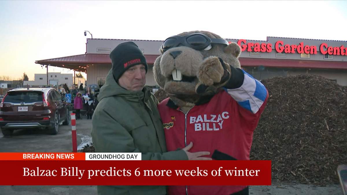 Unlike other furry forecasters, who are real groundhogs, Alberta's Balzac Billy is a human-sized prognosticator, dressed in a gopher suit.