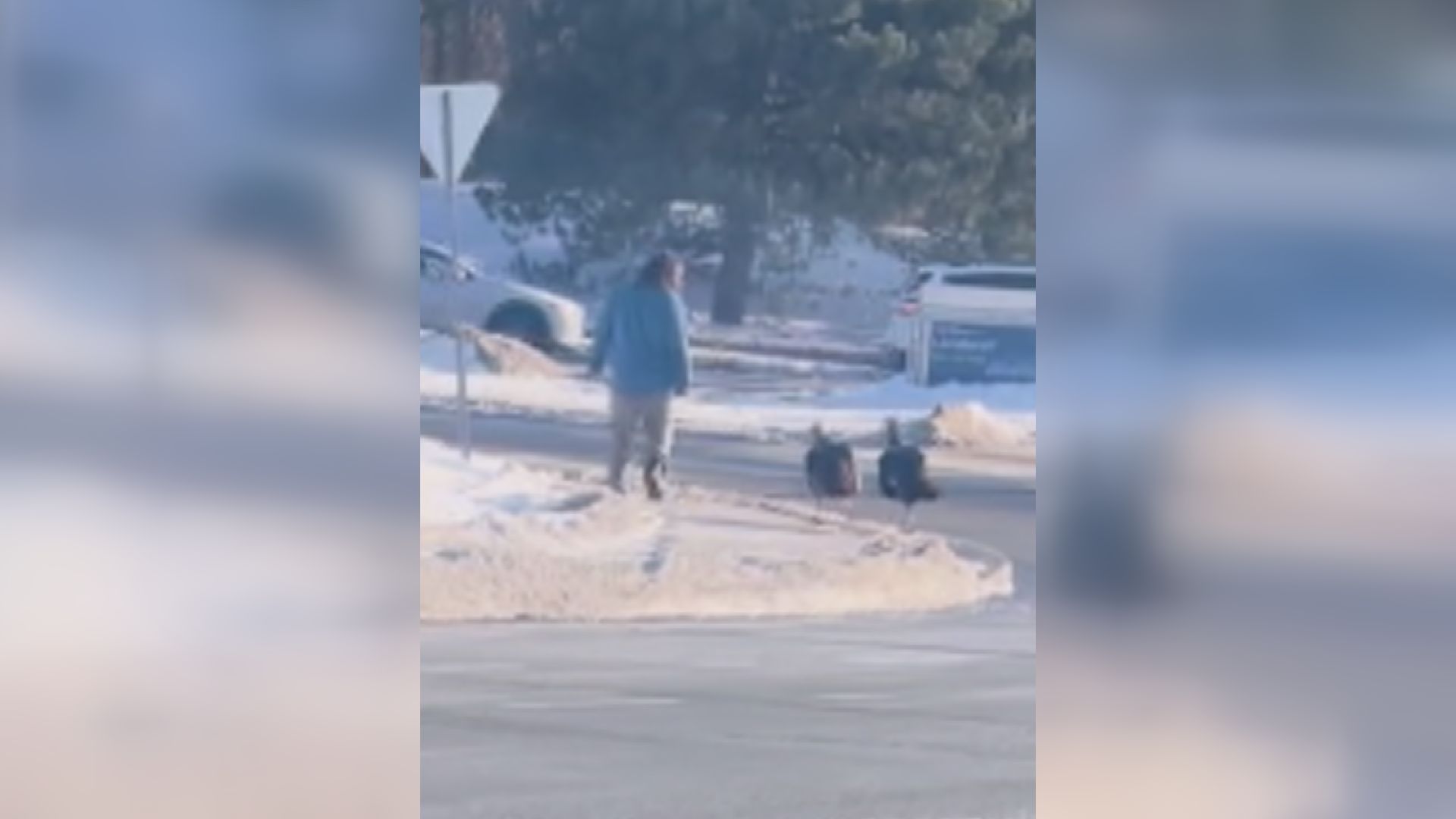 Ottawa man deals with fowl play as 2 turkeys follow him around