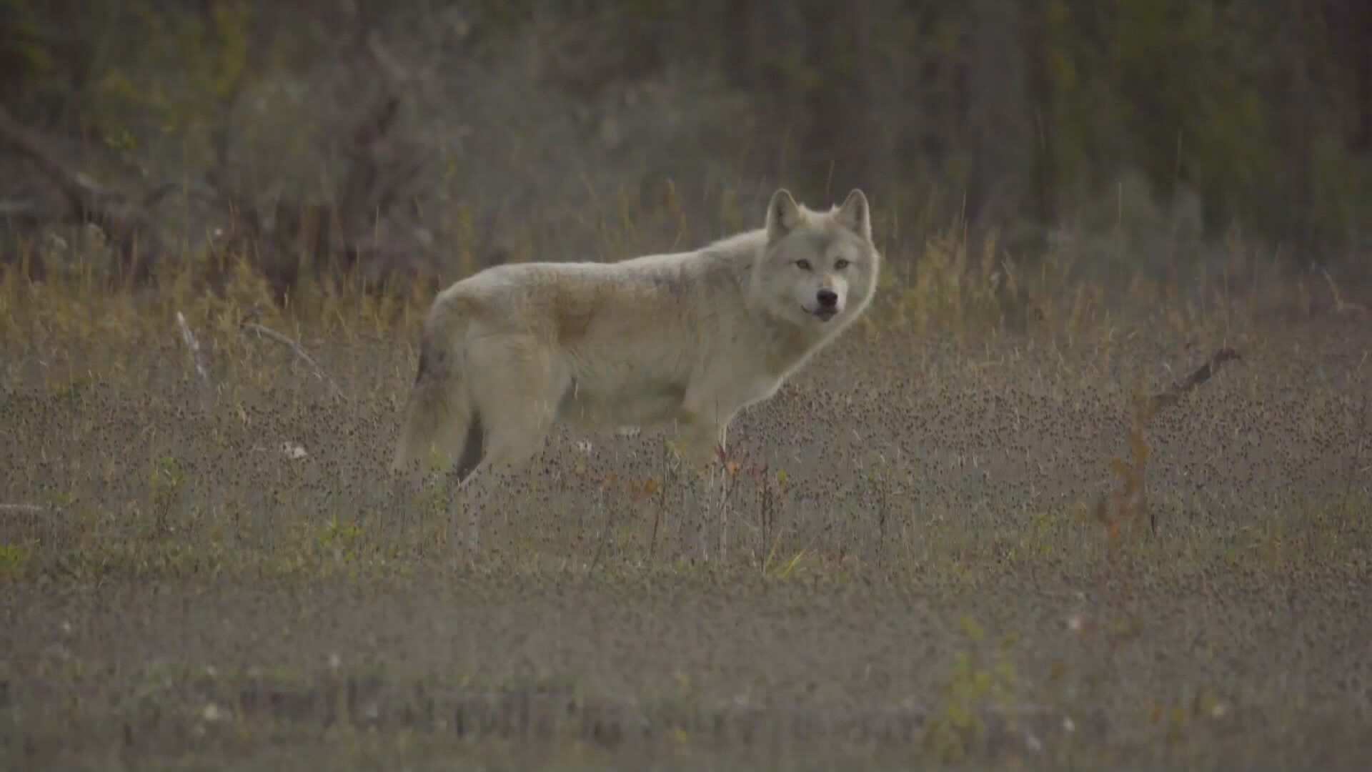 The Betrayal of the Judas Wolf