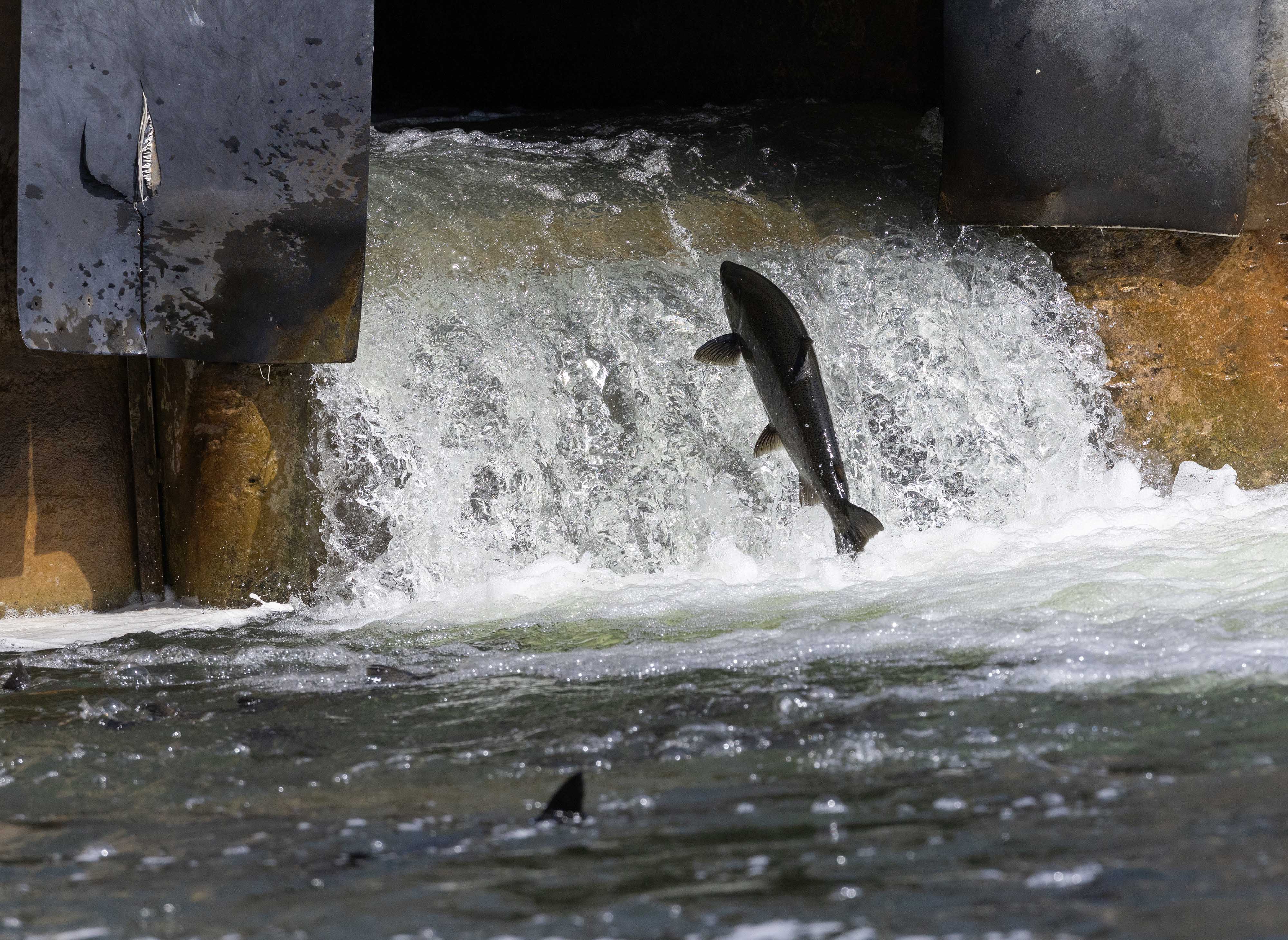 Some question Ford government timeline to slash number of conservation authorities