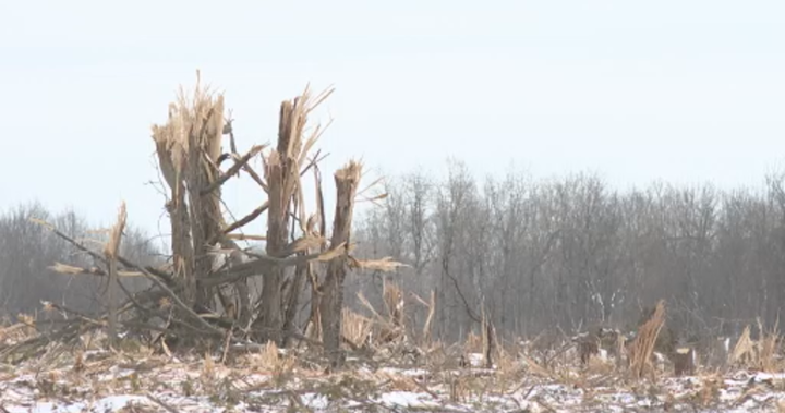 Kingston residents demand halt to Mile Square Forest clear-cutting