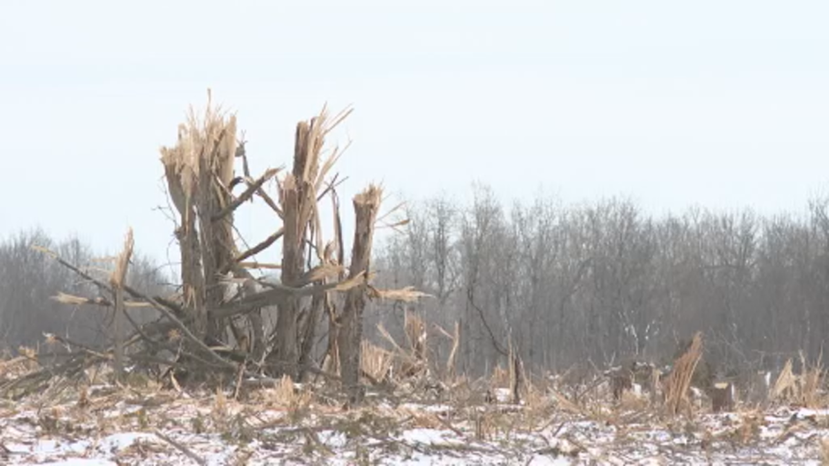 Collins Bay residents are demanding an immediate stop-work order on the rapid clear-cutting of Mile Square Forest, clashing with the landowner over farming exemptions.