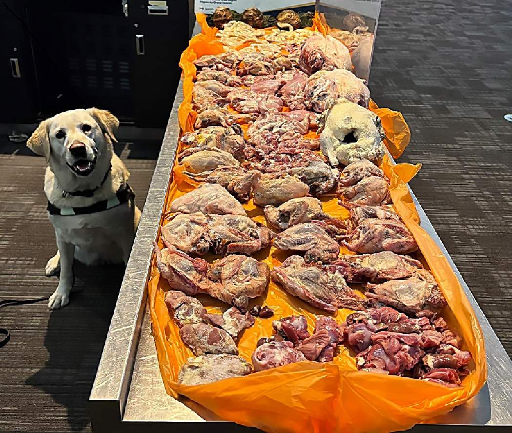 CBSA dog sniffs out 22.5 kg of raw meat in traveller’s luggage at Pearson airport