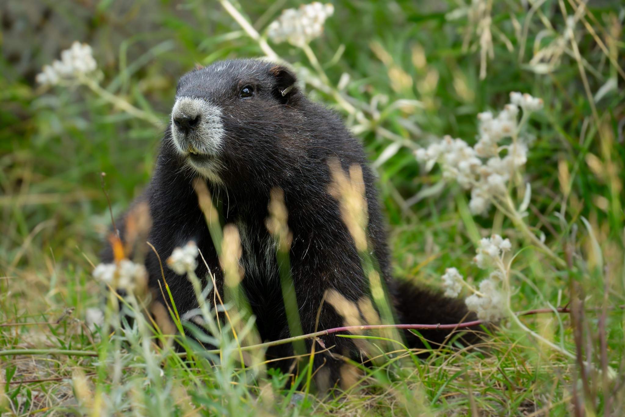Gob the Vancouver Island marmot journeys back to breeding centre after release
