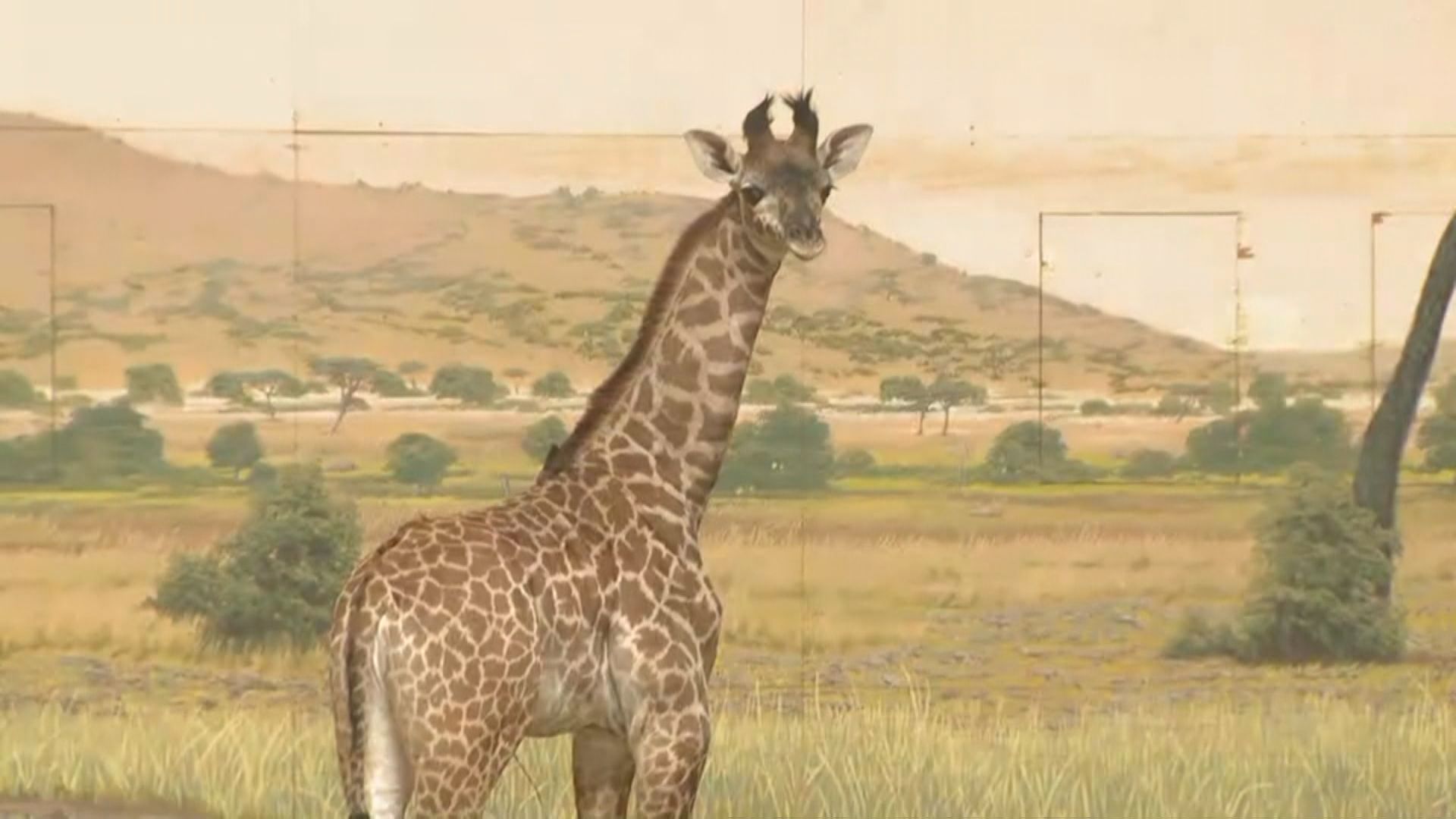 Toronto Zoo’s baby giraffe named ‘Imara’ after public vote: ‘Certainly a gift’