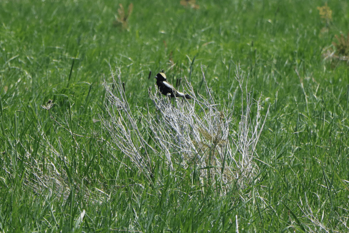 A Conservação Cataraqui visa restaurar o habitat do bobolink em Lemoine Point – Kingston A Conservação Cataraqui visa restaurar o habitat do bobolink em Lemoine Point – Kingston