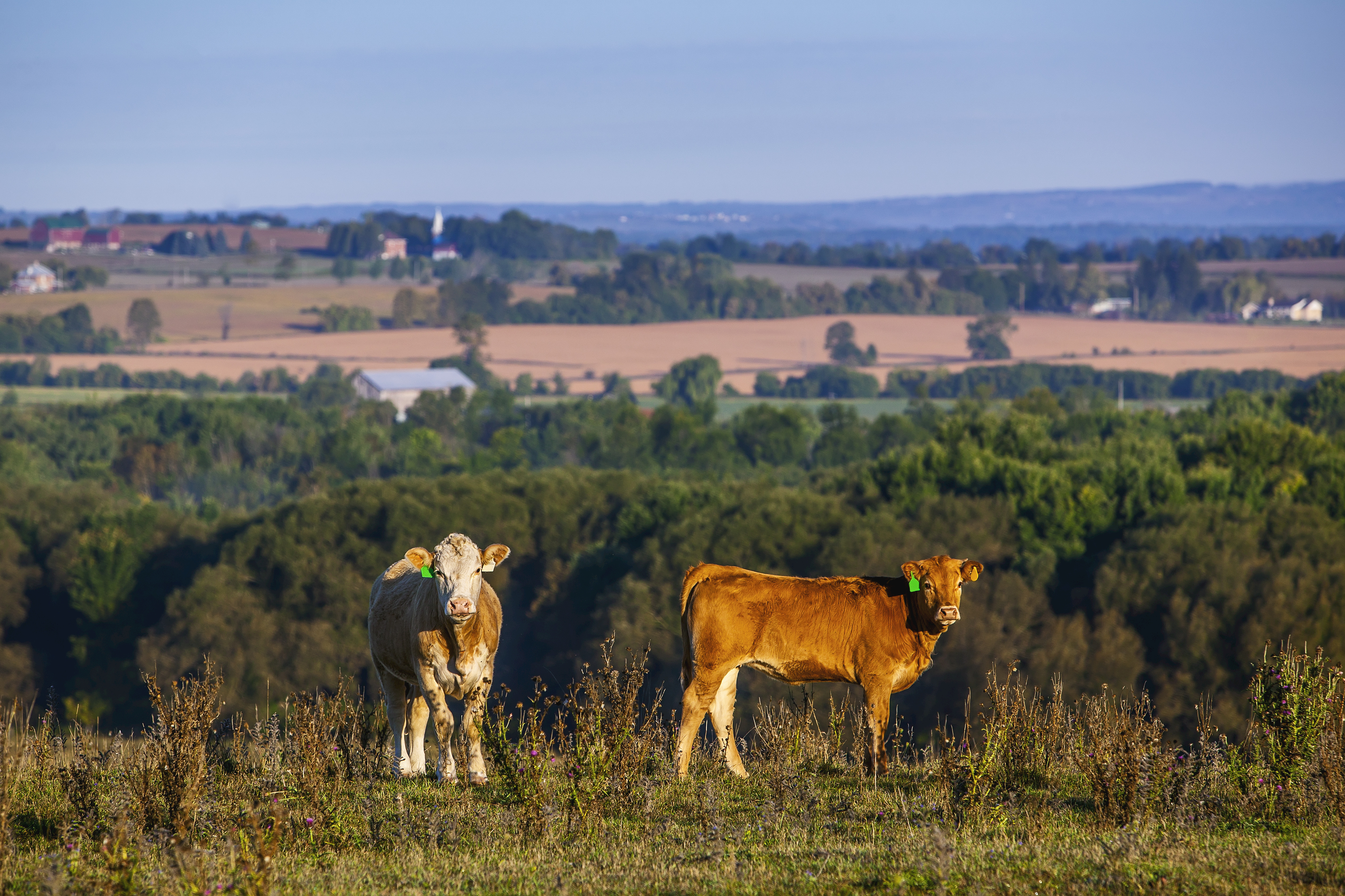 Don’t hunt the cows, OPP warn after cattle break free from trailer