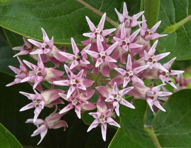 What’s That Wildflower? - image